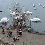 Les Pingouins De La Marne