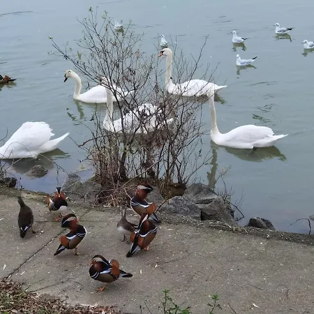 Les Pingouins De La Marne