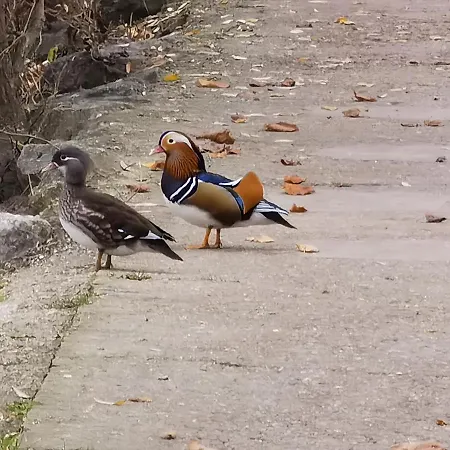 Les Pingouins De La Marne Frühstückspension