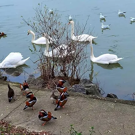 Les Pingouins De La Marne Bed and breakfast 3*