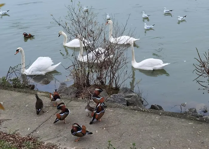 Les Pingouins De La Marne